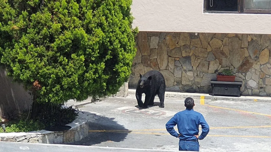 Osos enfrentan riesgos por el uso de tablas con clavos cerca de viviendas en Nuevo León