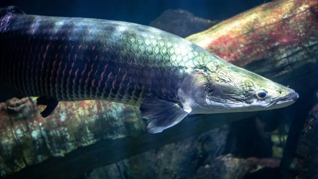 Pirarucú y pesca sostenible como estrategia de conservación amazónica