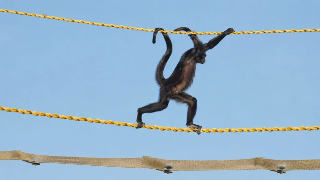 Puentes para animales permiten cruces seguros sobre carreteras de la Amazonía brasileña