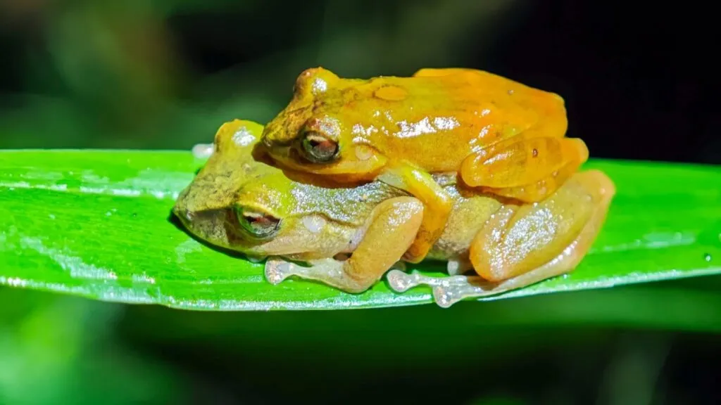Rana del Chocó reconocida como una especie distinta por científicos