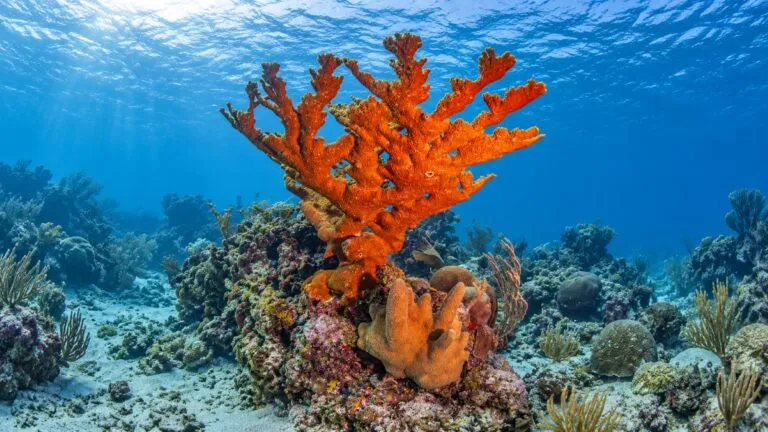 Coral cuerno de alce del Caribe mexicano protegido mediante reproducción asistida y conservación en viveros marinos activos.