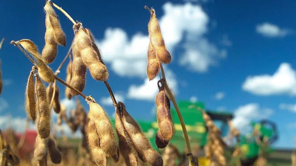 Soya transgénica cultivada en extensas parcelas agrícolas de la península de Yucatán