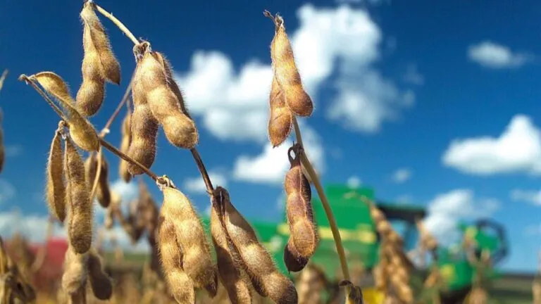 Soya transgénica cultivada en extensas parcelas agrícolas de la península de Yucatán