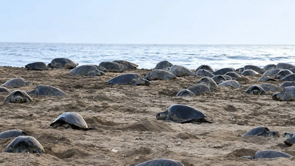 Tortugas golfinas protagonizan una arribada masiva para anidar en las playas de Oaxaca
