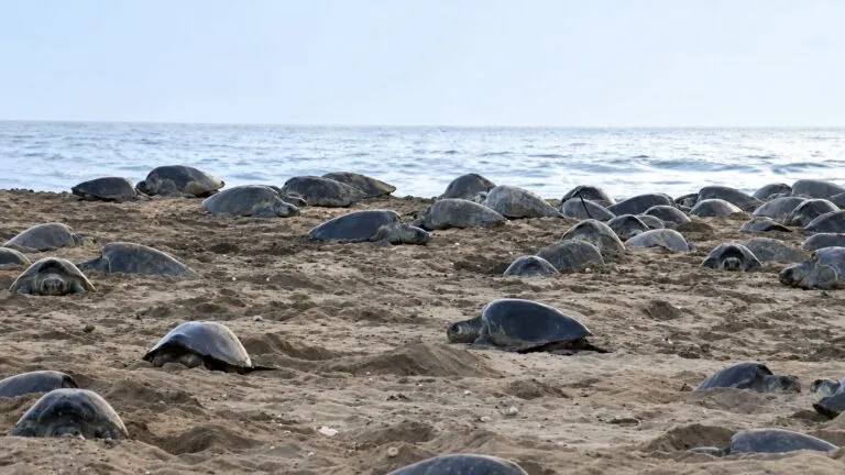 Tortugas golfinas protagonizan una arribada masiva para anidar en las playas de Oaxaca