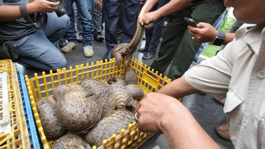 Trafico internacional de especies y medidas para conservar la biodiversidad