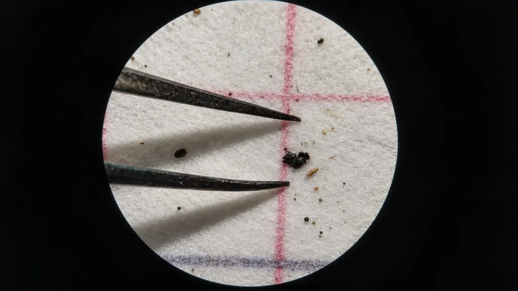 Científicos analizan un hongo que degrada bioplásticos como posible solución contra la contaminación ambiental y los microplásticos.