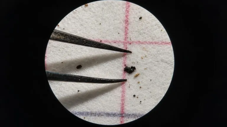 Científicos analizan un hongo que degrada bioplásticos como posible solución contra la contaminación ambiental y los microplásticos.