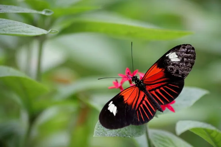 Mariposas de Ecuador habitan los bosques del Parque Nacional Sumaco Napo-Galeras, donde científicos registraron 151 especies.