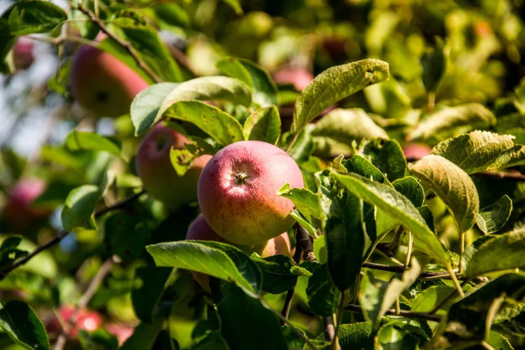 El 5-ALA mejora la fotosíntesis, la resistencia climática y la calidad de las frutas mediante agricultura de precisión.