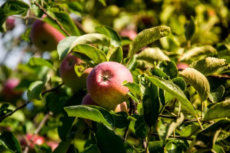 El 5-ALA mejora la fotosíntesis, la resistencia climática y la calidad de las frutas mediante agricultura de precisión.