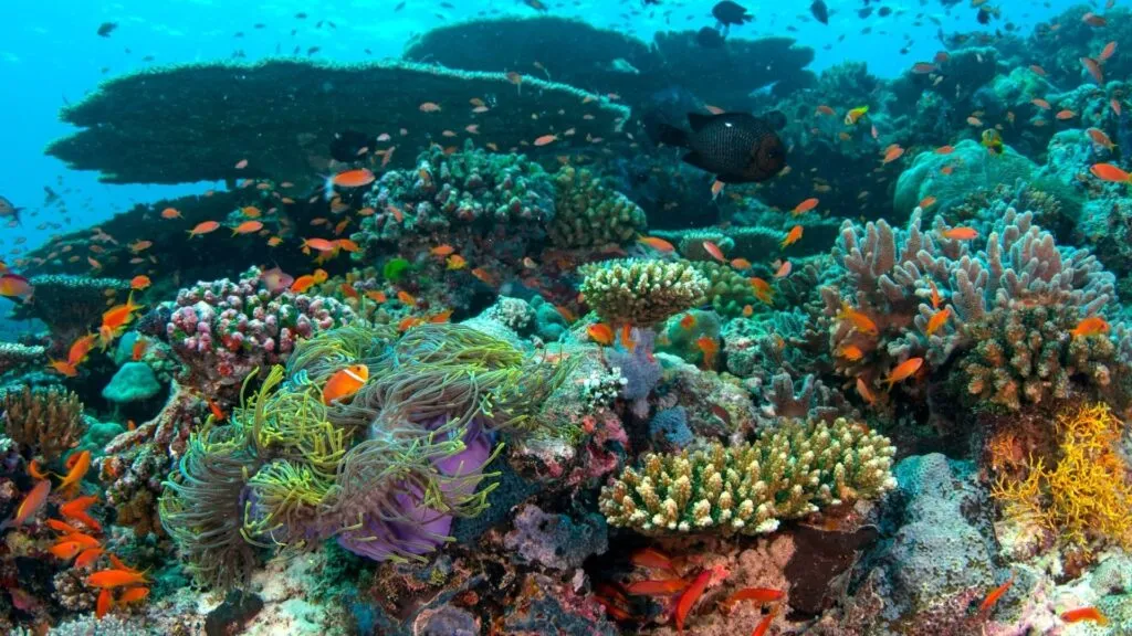 Riesgo de colapso de los arrecifes de coral antes de 2075 debido al calentamiento global y el aumento de la temperatura oceánica