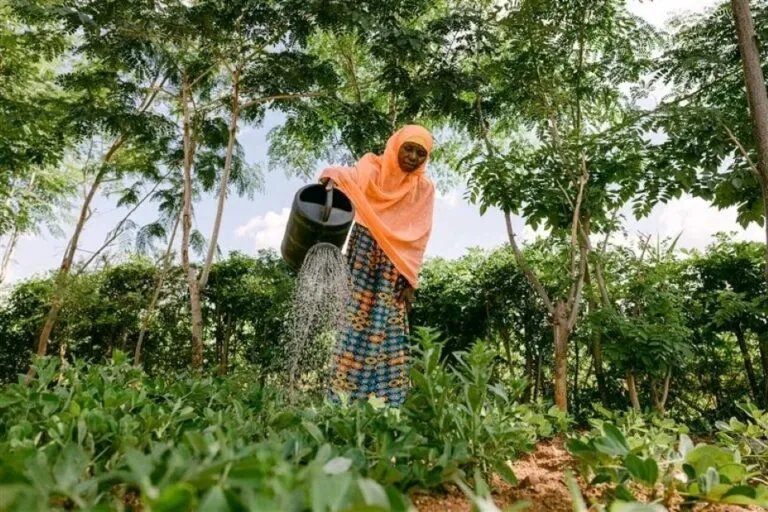 Reforestación en África mediante la distribución de árboles para recuperar suelos degradados y apoyar a comunidades rurales.