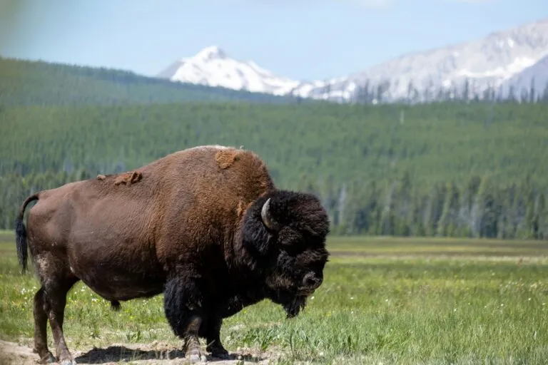 Bisontes forman parte de la restauración de pastizales y conservación de ecosistemas naturales en un rancho de Montana.