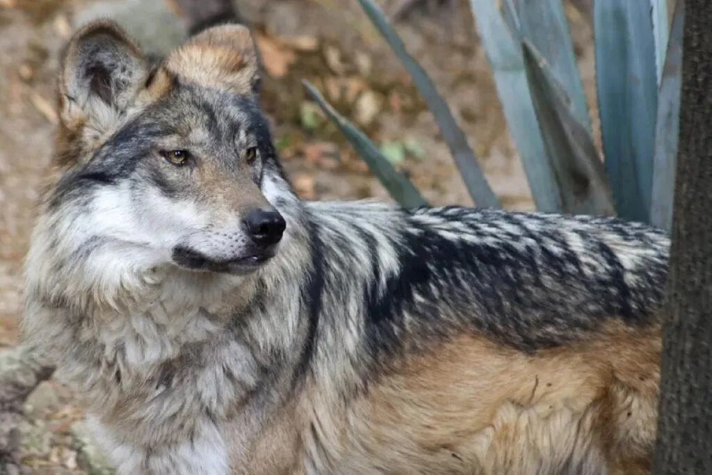 Conservación del lobo gris mexicano en el Zoológico de León, Guanajuato, mediante programas de protección de especies amenazadas.