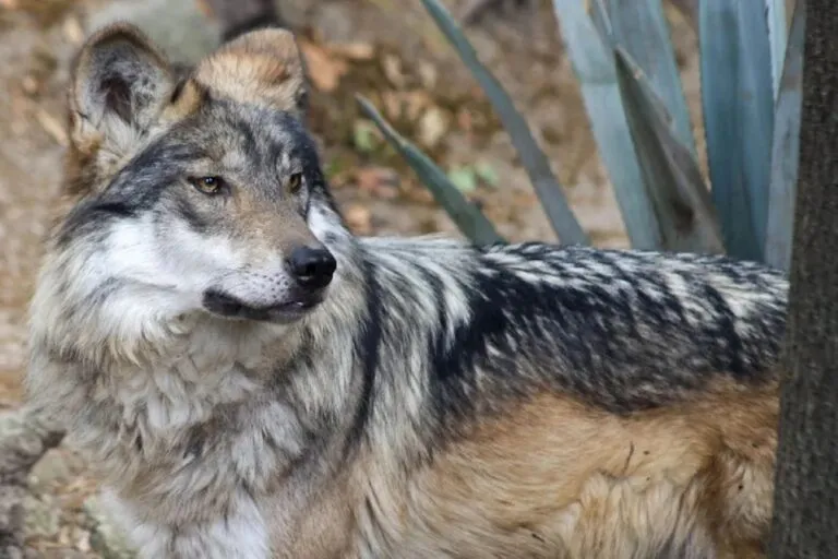 Conservación del lobo gris mexicano en el Zoológico de León, Guanajuato, mediante programas de protección de especies amenazadas.