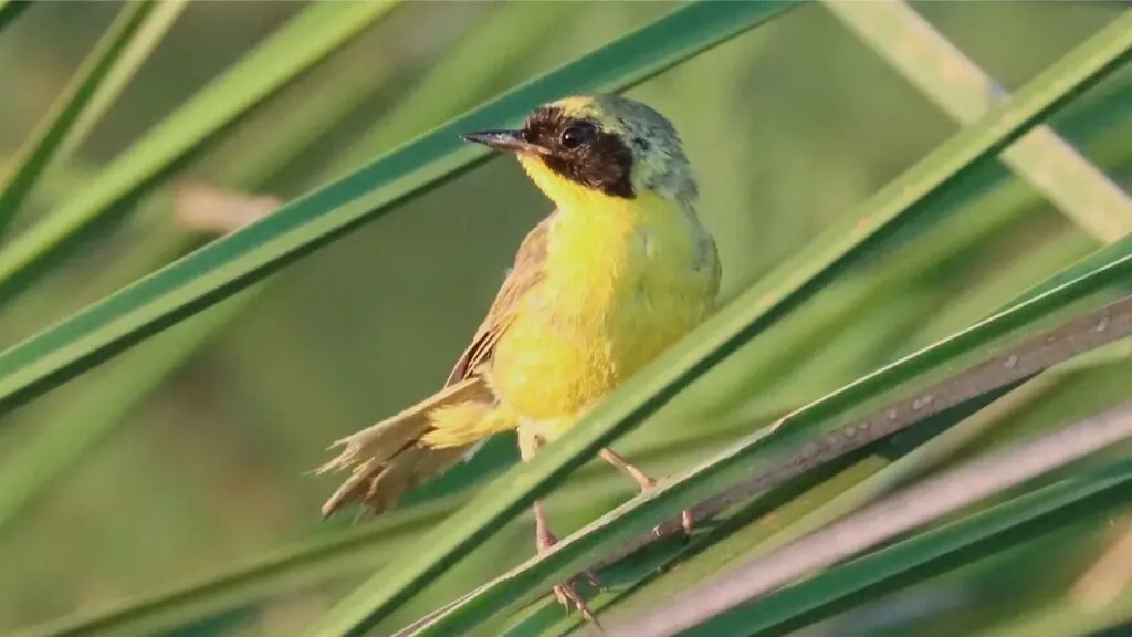 Cambio climático en Baja California Sur amenaza hábitats naturales y especies animales terrestres y marinas.