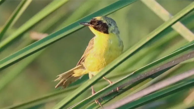 Cambio climático en Baja California Sur amenaza hábitats naturales y especies animales terrestres y marinas.