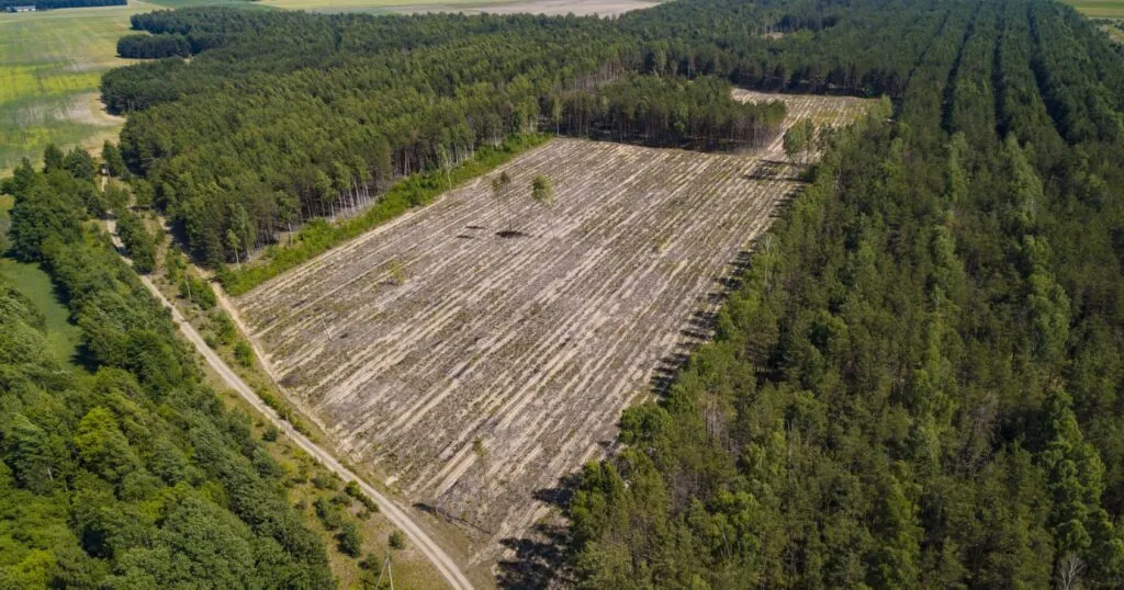 Cero deforestación genera debate sobre bosques de México, producción de aguacate y protección ambiental frente al cambio de uso de suelo