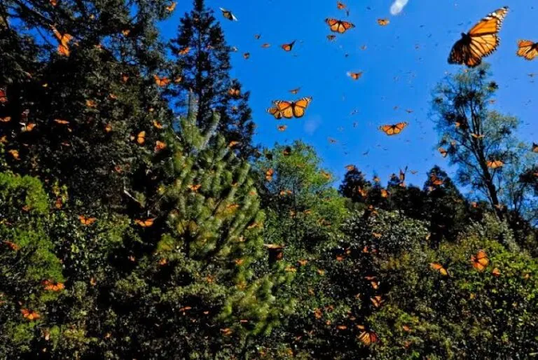 Mariposas monarca en Cozumel descansan entre plantas nativas y corredores naturales durante su temporada migratoria.
