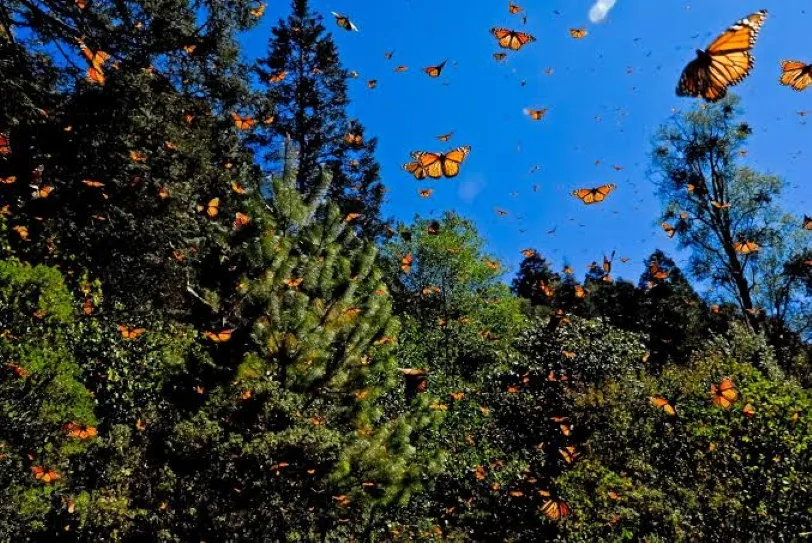 Mariposas monarca en Cozumel descansan entre plantas nativas y corredores naturales durante su temporada migratoria.