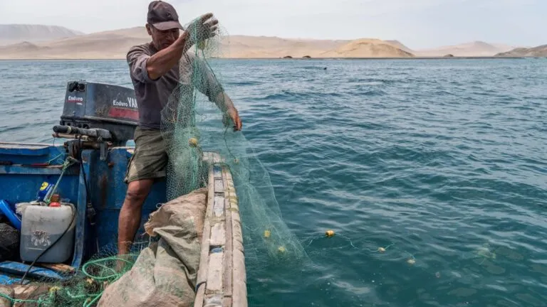 Crisis de la industria pesquera en Perú por la disminución de anchoveta y el calentamiento del océano
