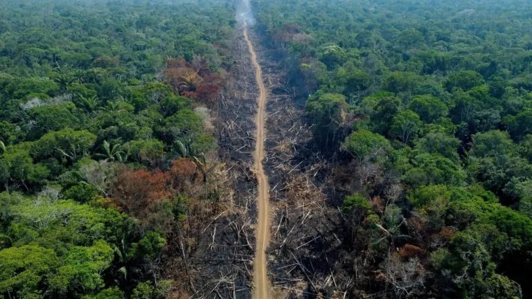 Reducción histórica de la deforestación en Brasil y retos para la conservación de la selva amazónica