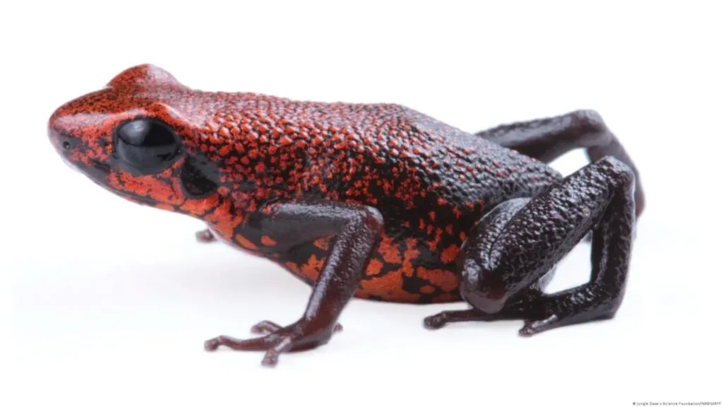 Rana venenosa Excidobates perplexus descubierta en Ecuador