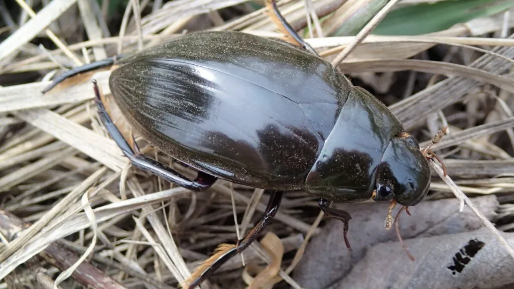 Nuevos avistamientos de un escarabajo acuático poco común en Inglaterra y su importancia para la conservación de especies de humedales