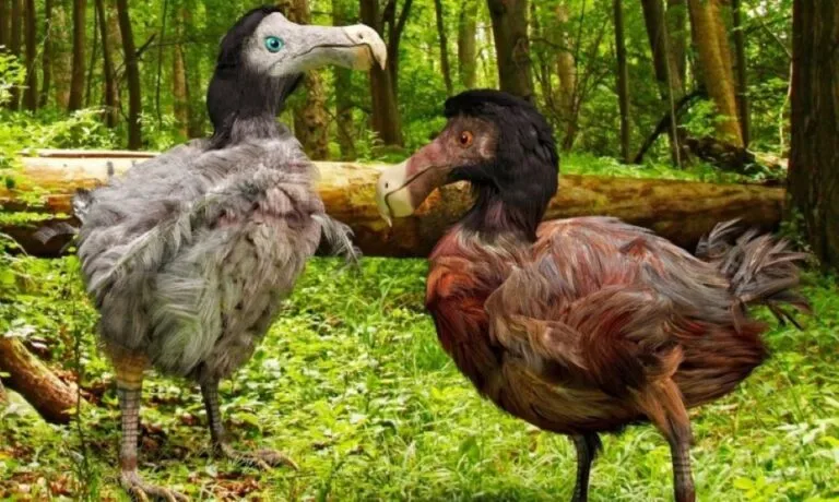 Conservación del dodo mediante avances científicos que podrían contribuir a proteger la biodiversidad y las especies amenazadas.