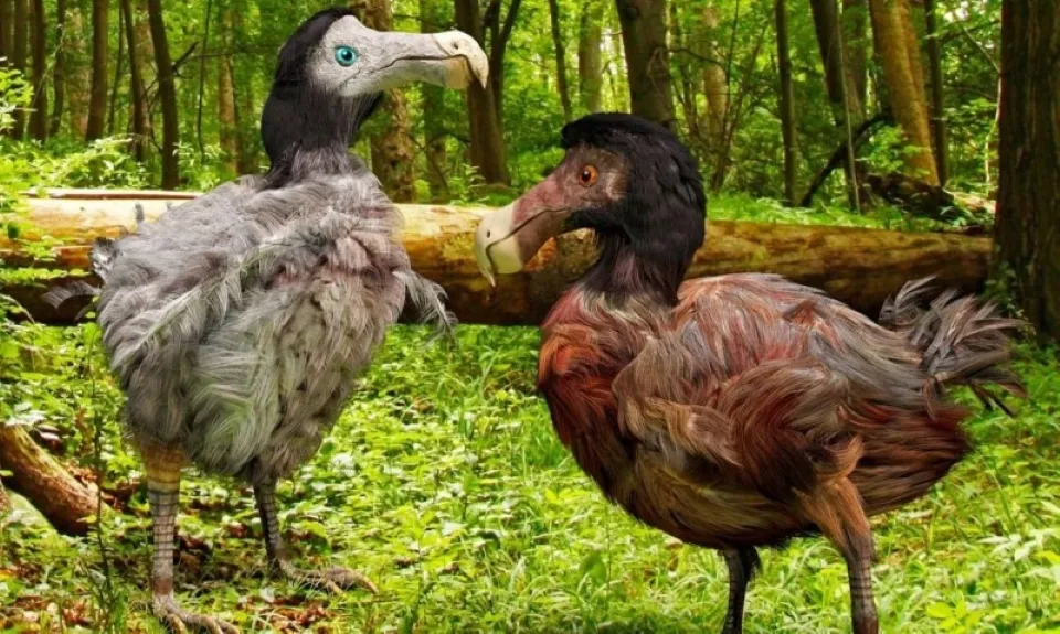 Conservación del dodo mediante avances científicos que podrían contribuir a proteger la biodiversidad y las especies amenazadas.