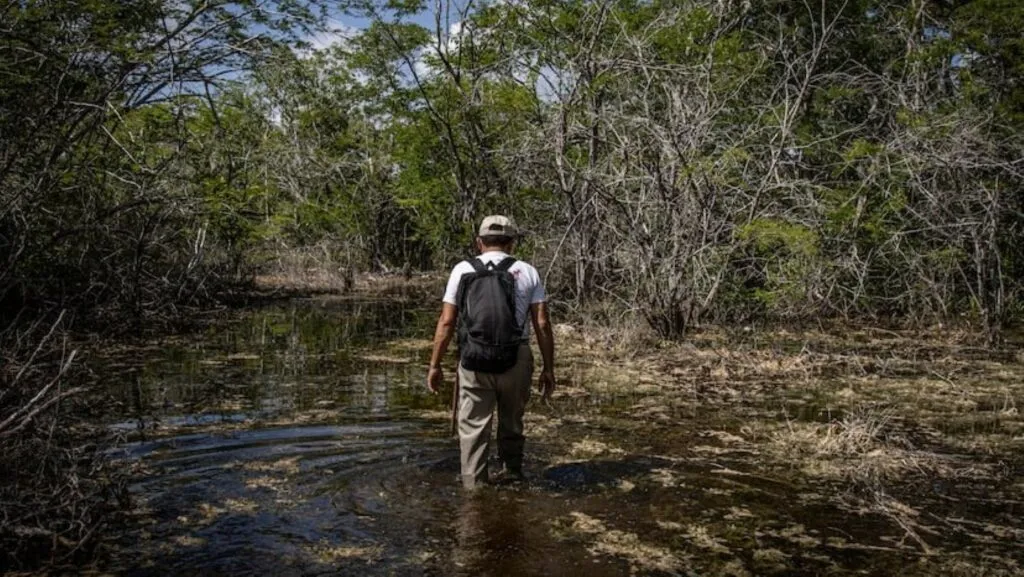 Contaminación de cenotes y pozos en Yucatán relacionada con residuos de granjas porcinas y riesgos para comunidades mayas
