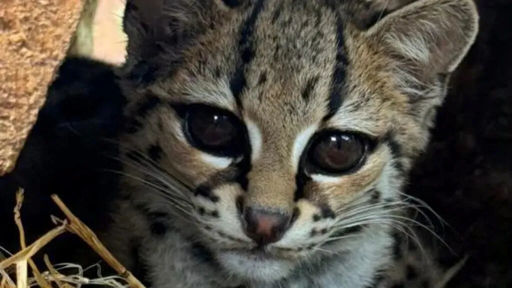 Itzán, felino silvestre en peligro de extinción que completó su rehabilitación en Pachuca para regresar a su hábitat natural.