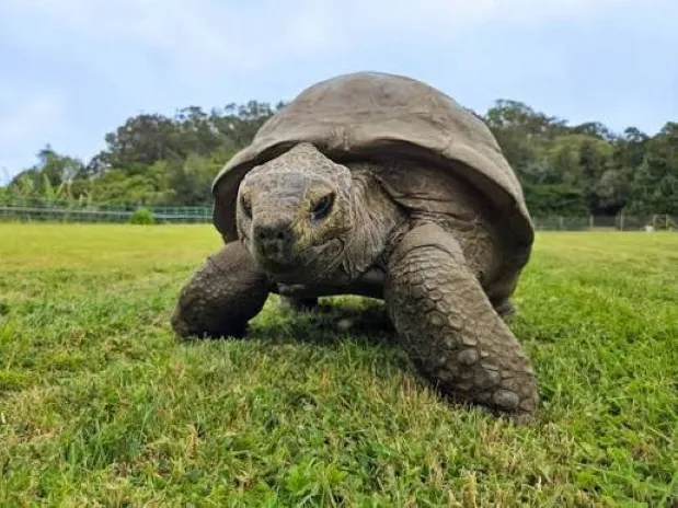 Tortuga gigante Jonathan, de aproximadamente 194 años, estudiada por científicos para comprender los genes relacionados con la longevidad.