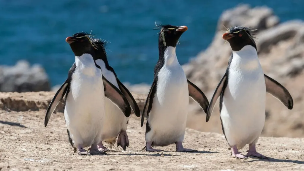 Pingüinos de Zavodovski enfrentan cambios en su ecosistema mientras el calentamiento del océano reduce su acceso al krill antártico.