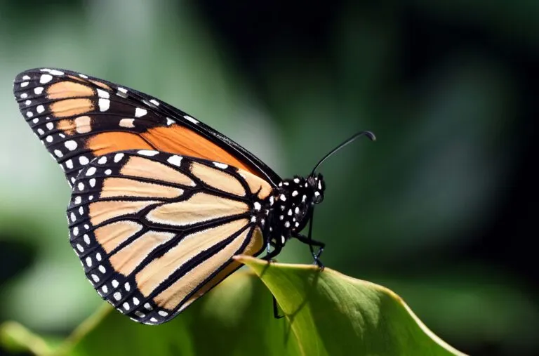 Migración de la mariposa monarca en México amenazada por el cambio climático, las carreteras y la pérdida de hábitat natural.