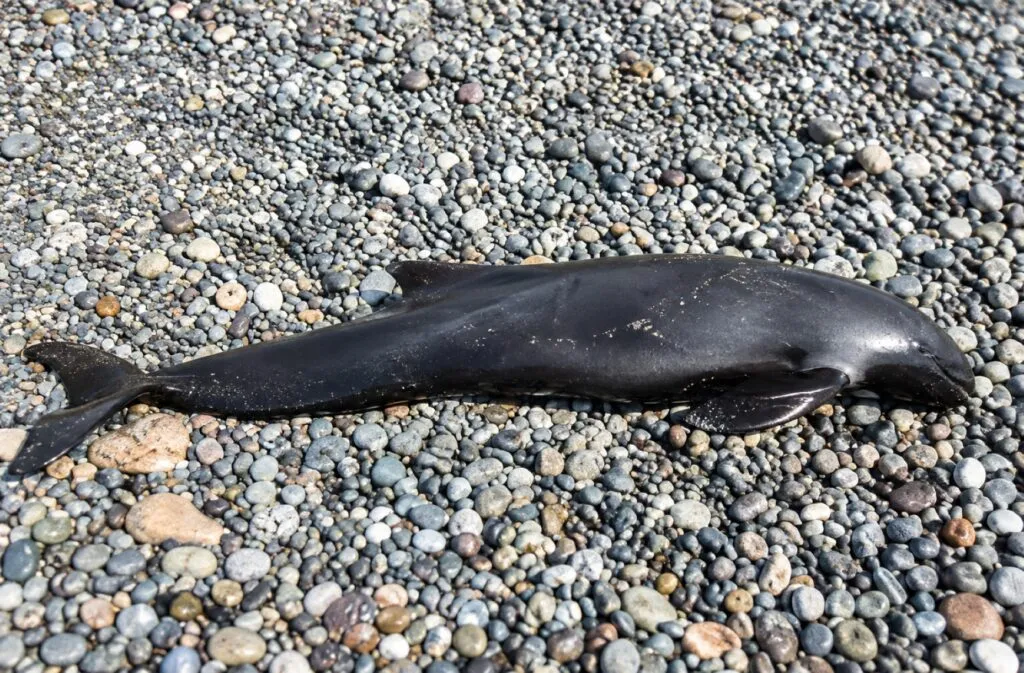Pesca incidental amenaza a delfines, marsopas y albatros en Latinoamérica mientras científicos desarrollan soluciones de protección.