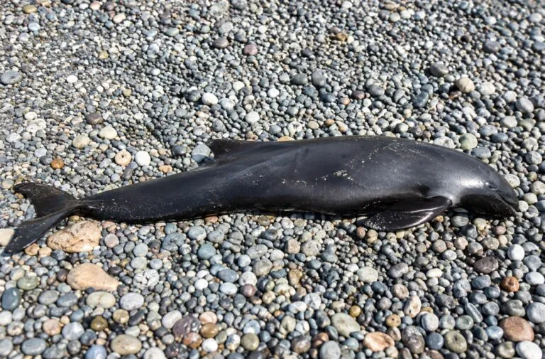 Pesca incidental amenaza a delfines, marsopas y albatros en Latinoamérica mientras científicos desarrollan soluciones de protección.