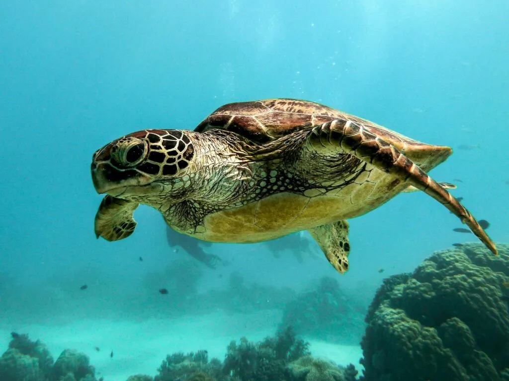 Fauna marina del Golfo de México en aguas profundas afectadas por un derrame petrolero y una recuperación ambiental limitada.