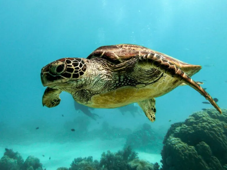 Fauna marina del Golfo de México en aguas profundas afectadas por un derrame petrolero y una recuperación ambiental limitada.