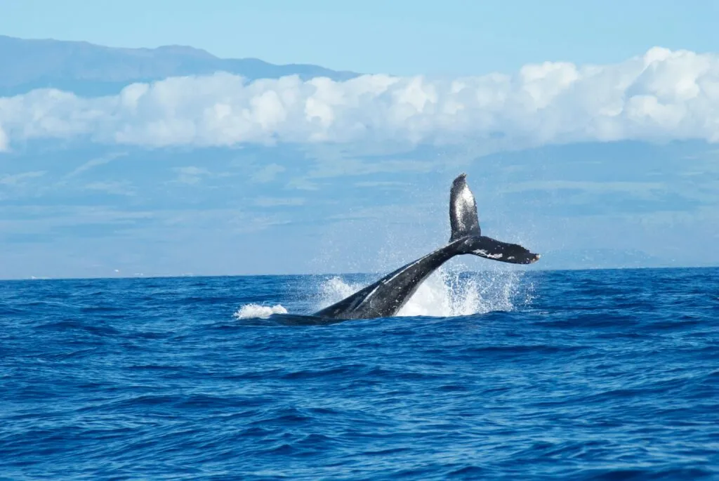 Ballenas azules en Galápagos y los posibles efectos del calentamiento del océano sobre sus rutas migratorias y alimentación.