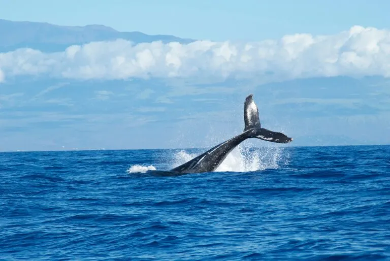 Ballenas azules en Galápagos y los posibles efectos del calentamiento del océano sobre sus rutas migratorias y alimentación.