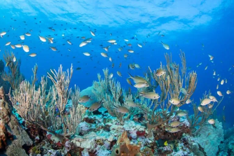 Mapy4 utiliza inteligencia artificial para anticipar el estrés térmico que amenaza los corales del Mar de Cortés.