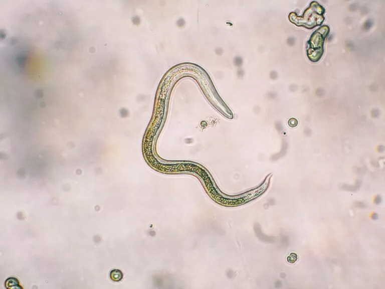 Nematodos del suelo forman parte de la biodiversidad y participan en procesos relacionados con nutrientes, plantas y control biológico.