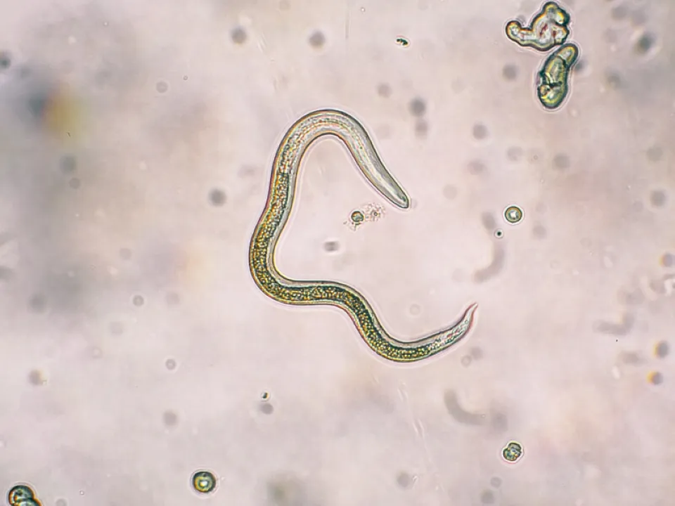 Nematodos del suelo forman parte de la biodiversidad y participan en procesos relacionados con nutrientes, plantas y control biológico.