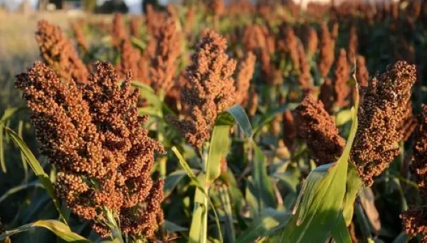 Productores separan residuos agrícolas y materiales reciclables para darles un nuevo uso en Puebla.