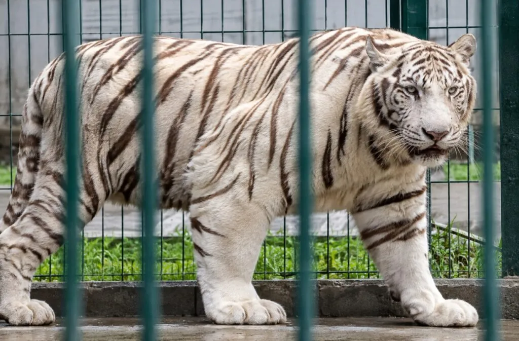 Operación contra delitos medioambientales en América Latina permitió rescatar animales y combatir la minería ilegal y la deforestación.