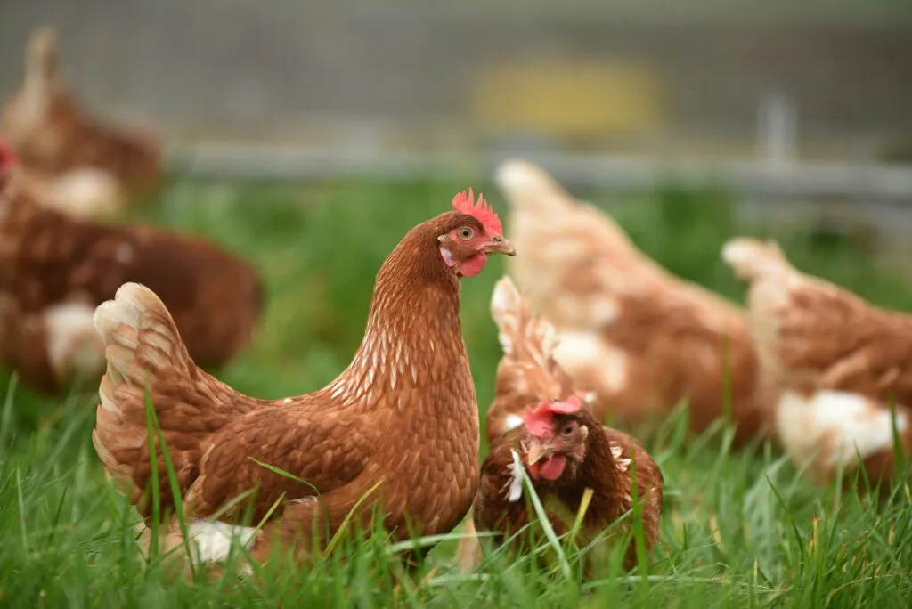Gallinas libres de jaulas forman parte de una transición hacia mejores prácticas de bienestar animal en la producción de huevos.