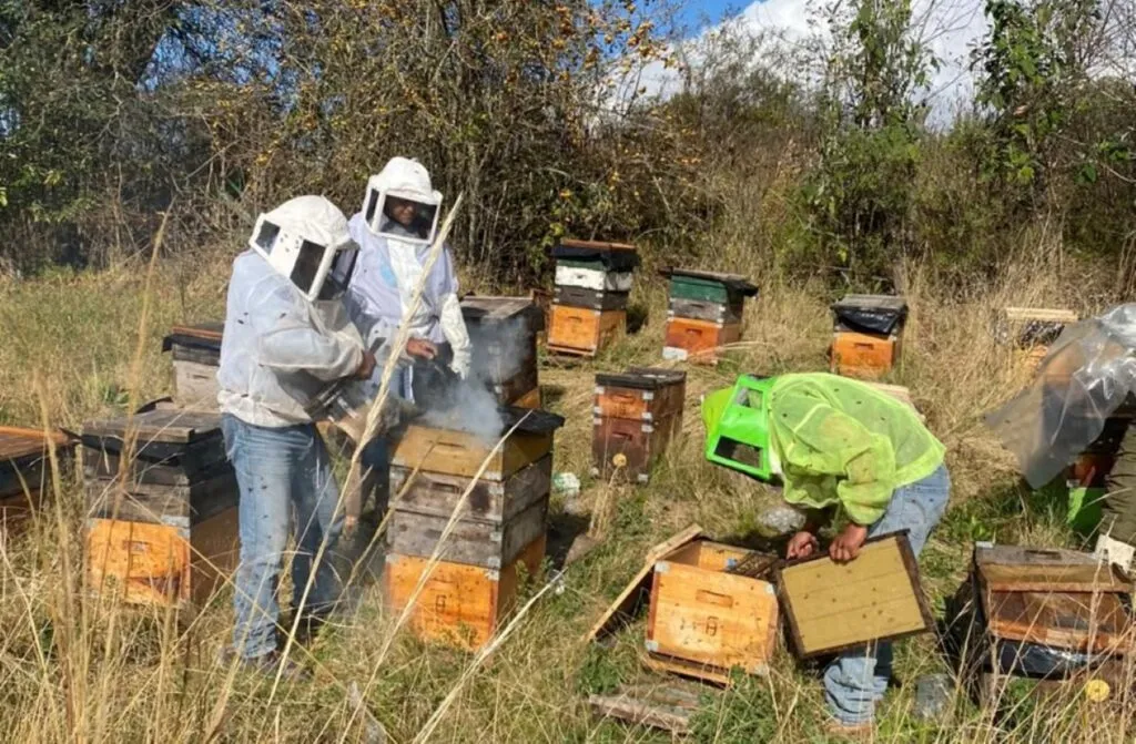 Agricultor trabaja en un cultivo afectado por la sequía y las condiciones climáticas variables en Chile.