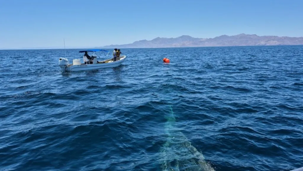 Rescate de ballena jorobada atrapada en un sedal frente a la costa del sur de California con apoyo de SeaWorld San Diego.